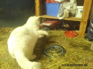 Svullo (katten): "Det här är min mat, ska du ha stryk?" Illern: "Jag fräser men retirerar tillfälligt..."
