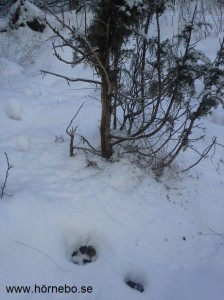 En hade nästan kunnat tro att det hade varit getter här på den lilla enen, men spåren i snön säger annorlunda.